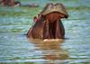Hippo