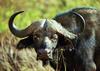 African Buffalo