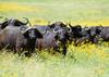 African Buffalos