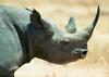 Rhino