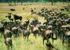 Gnus