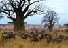Gnus