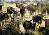 Gnus