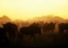 Gnus