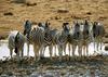 Zebras