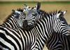 Zebras