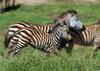 Zebras