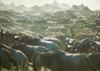 Gnus & Zebras