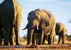 African Elephants