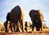 African Elephants