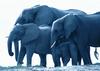 African Elephants
