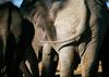 African Elephants