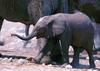 African Elephants