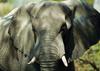 African Elephants