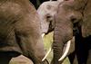 African Elephants