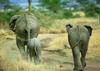 African Elephants