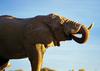 African Elephants