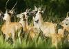 Deer