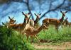 Antelopes