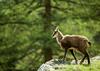 Chamois