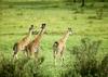 Giraffes