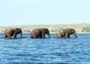 African Elephants