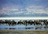Gnus