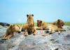 Lions