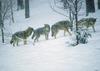 Grey Wolves