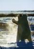 Polar Bears