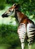 Okapi