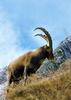 Ibex