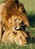 Lions mating
