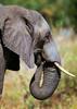 African Elephant