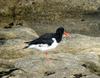 Eurasian Oystercatcher (Haematopus ostralegus) - Wiki