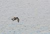 Eurasian Oystercatcher (Haematopus ostralegus) in flight