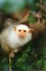 Silvery Marmoset (Callithrix argentata) - Wiki