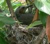 Brown-eared Bulbul (Microscelis amaurotis) - Wiki