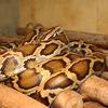 Burmese Python (Python bivittatus) - Wiki