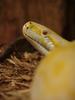 Burmese Python (Python molurus bivittatus) - Albino