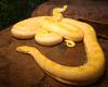 Burmese Python (Python molurus bivittatus) - Albino