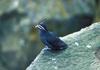 Whiskered Auklet (Aethia pygmaea) - Wiki