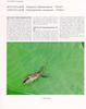 흰무늬긴노린재 Panaorus albomaculatus