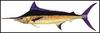 녹새치 Makaira mazara (Indo-Pacific Blue Marlin)