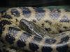 Yellow Anaconda (Eunectes notaeus)