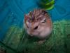 Roborovski Hamster (Phodopus roborovski) - Wiki