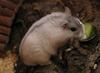 Winter White Russian Dwarf Hamster (Phodopus sungorus) - Wiki