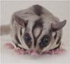 Sugar Glider (Petaurus breviceps) - Wiki