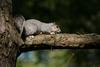 Delmarva Fox Squirrel (Sciurus niger cinereus)