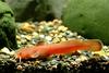 퉁가리 Liobagrus andersoni (Korean torrent catfish)